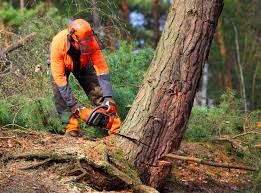 How Our Tree Care Process Works  in  Hampton, IA