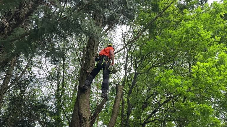 Trusted Hampton, IA Tree Services Experts