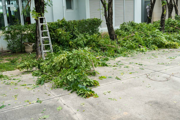 Best Tree Removal  in Hampton, IA