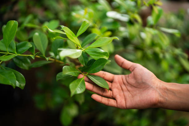 Professional Tree Services in Hampton, IA