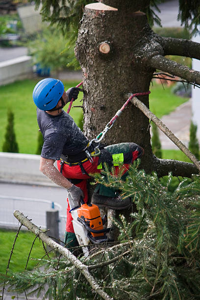 Best Lawn Watering Services  in Hampton, IA