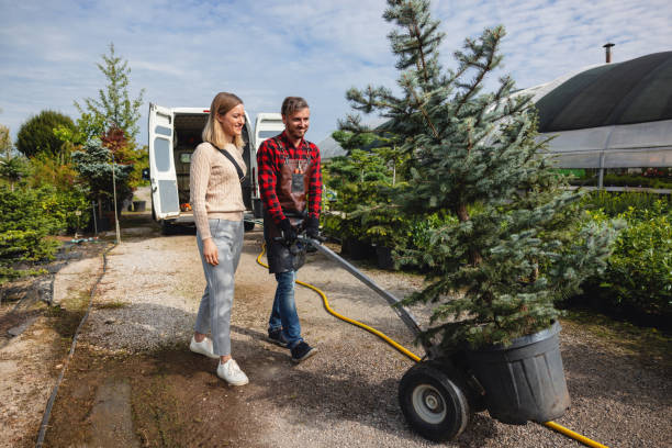 Best Lawn Drainage Solutions  in Hampton, IA